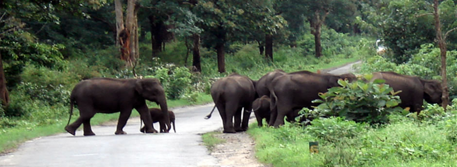 Image result for Mudumalai National Park