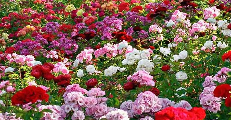 Rose show Ooty 2023