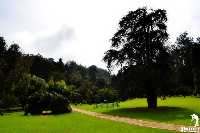 Ooty Botanical Gardens