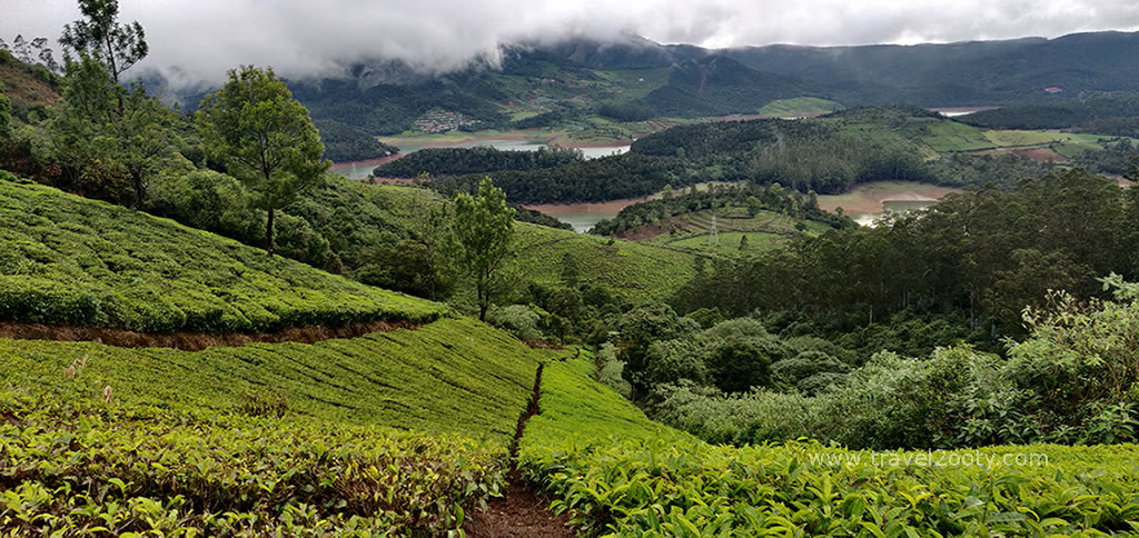 tea garden walk ooty