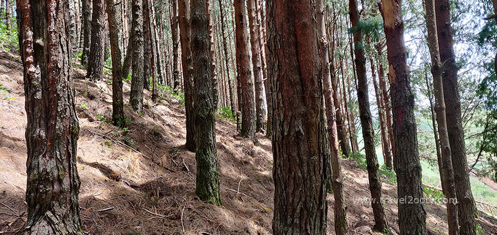 pine forest trekking