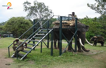 Jungle safari ride