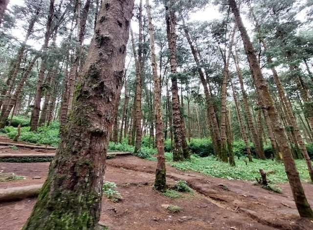 Pine Forest