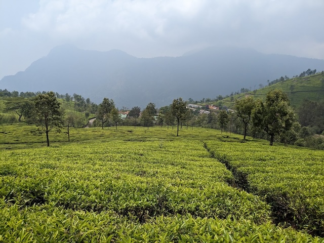 Tea Garden View Point