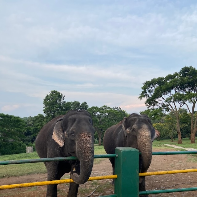 Theppakadu Elephant Camp