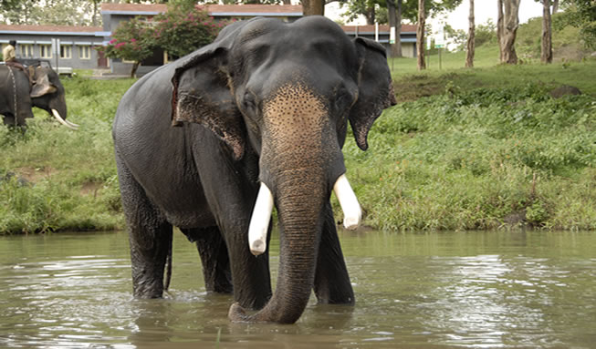 Mudumalai Elephant Camp