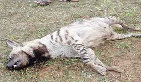 Hyena animal, Mayar Ooty, Mayar Foods, Mayar India, Mudumalai Tiger  Reserve,Hyena animal