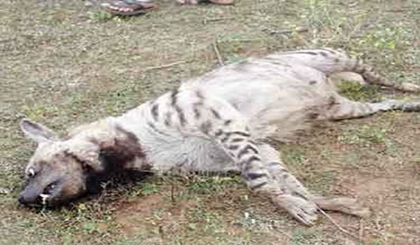 Hyena animal, Mayar Ooty, Mayar Foods, Mayar India, Mudumalai Tiger Reserve,Hyena animal Hyena animal, Mayar Ooty, Mayar Foods, Mayar India, Mudumalai Tiger Reserve,Hyena animal