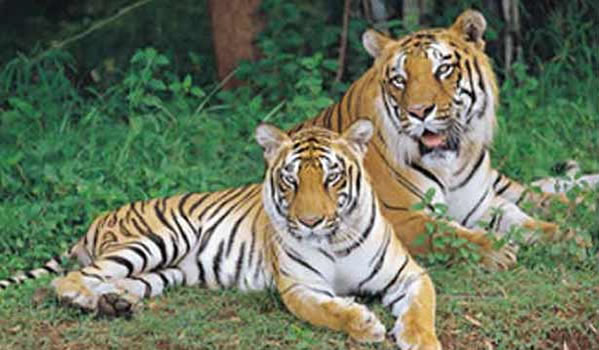 Tiger counts in Tamilnadu,Entry fee and contact number of Mudumalai wildlife sanctuary. Tiger counts in Tamilnadu,Entry fee and contact number of Mudumalai wildlife sanctuary.
