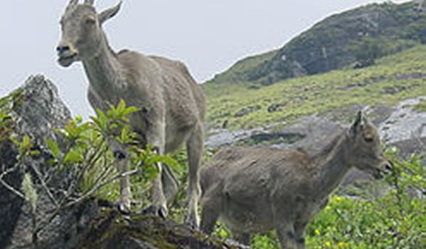 mukurthi grasslands