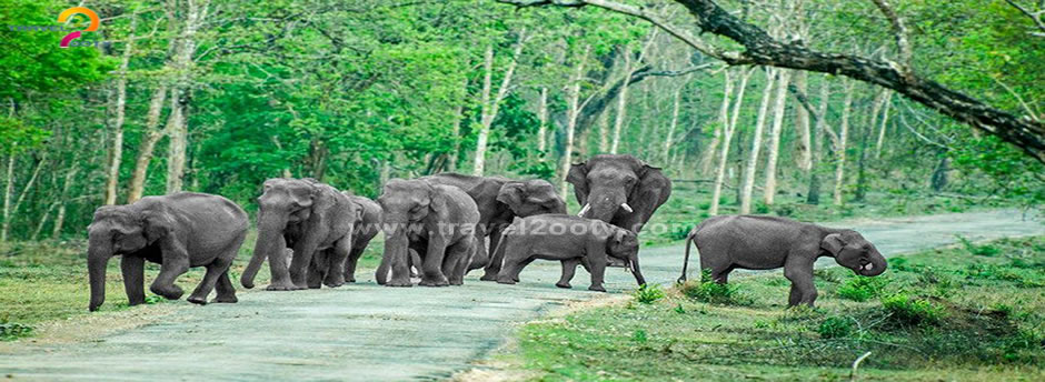 bandipur elephant