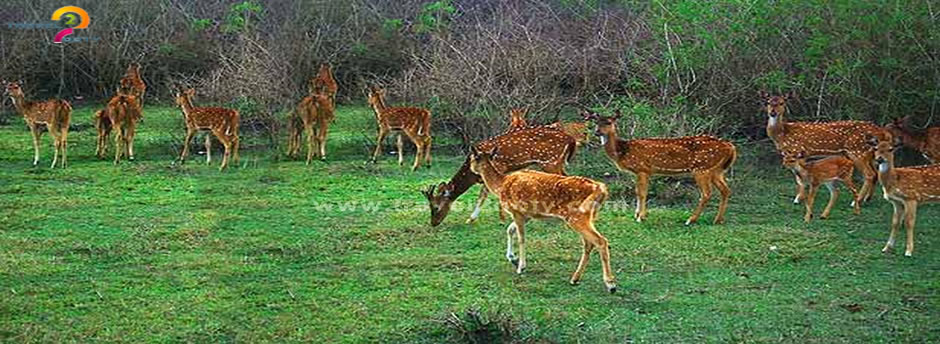 bandipur park