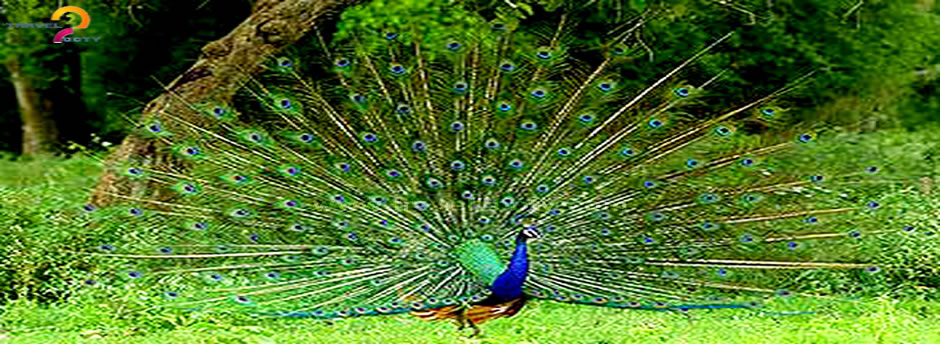 bandipur peacock