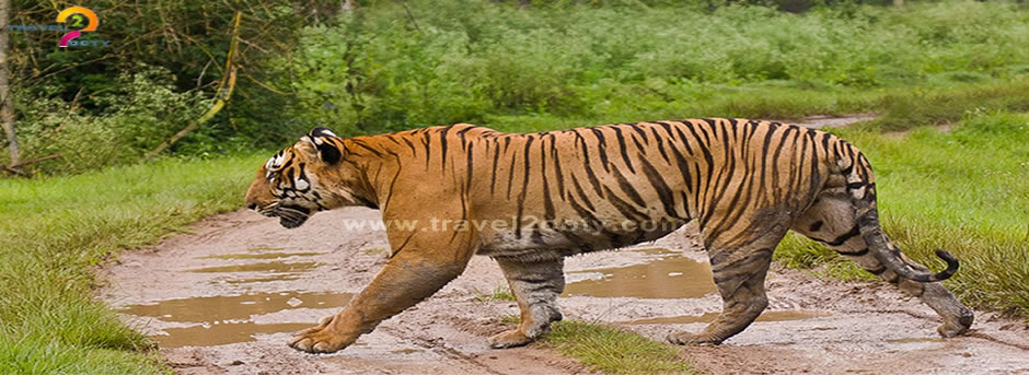 bandipur tiger