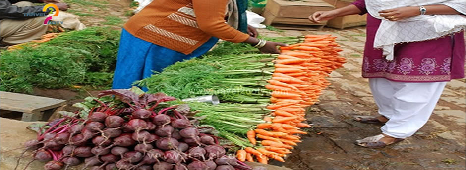 boathouse carrot