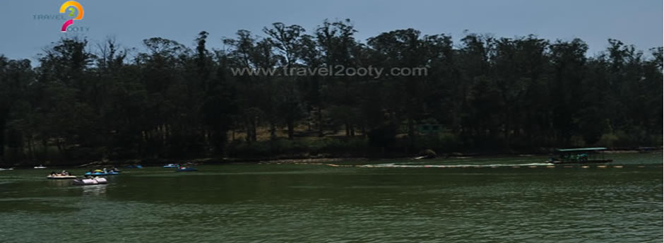 ooty lake trees