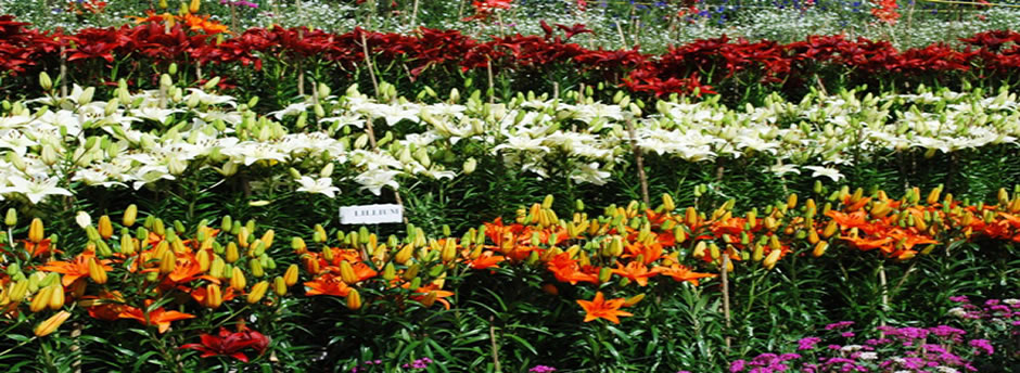 flowers in botanical garden