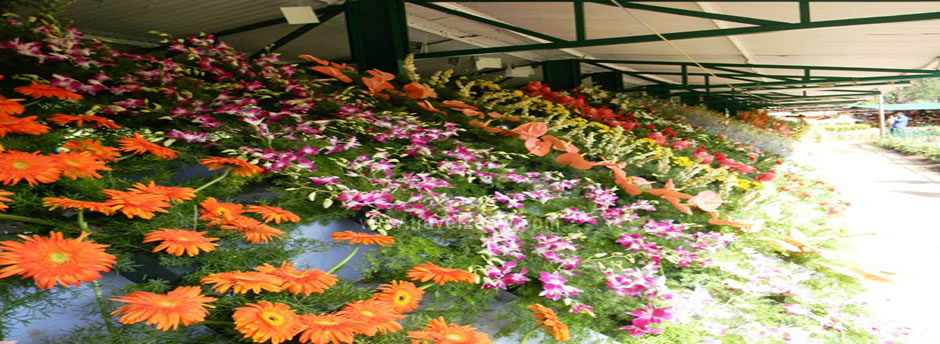 flowers in ooty botanical garden