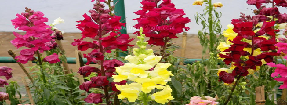 flowers in ooty gardens