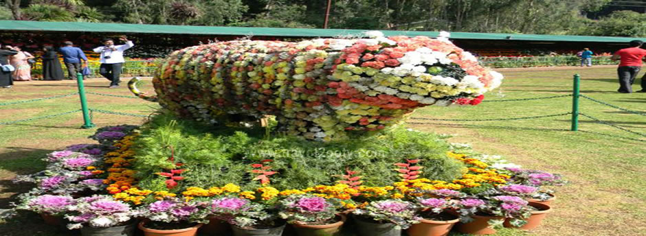 ooty botanicalgarden shows