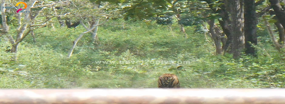 mudumailai tiger