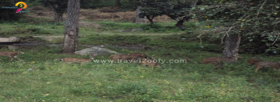 mudumalai deer