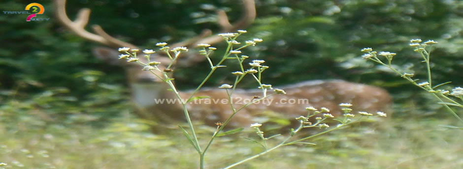 mudumalai natinal park