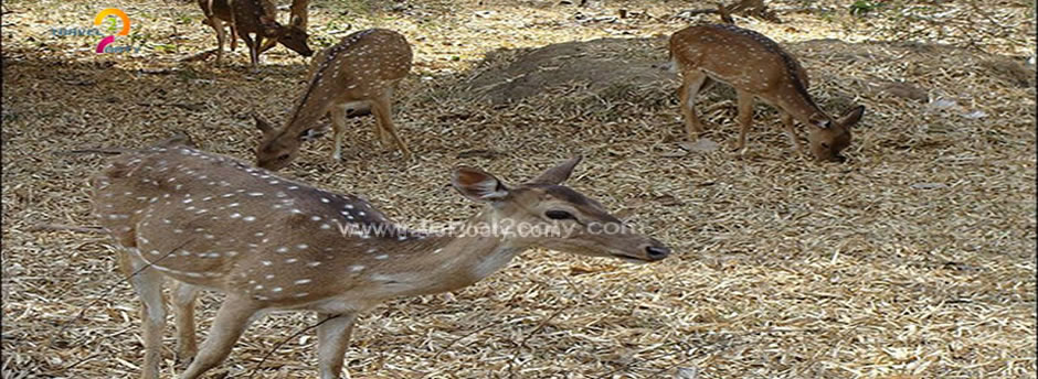 mudumalai animals sight