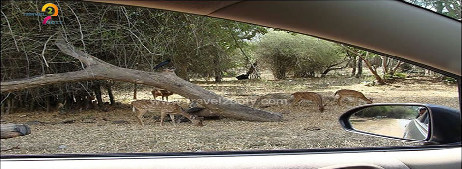 mudumalai deer sights