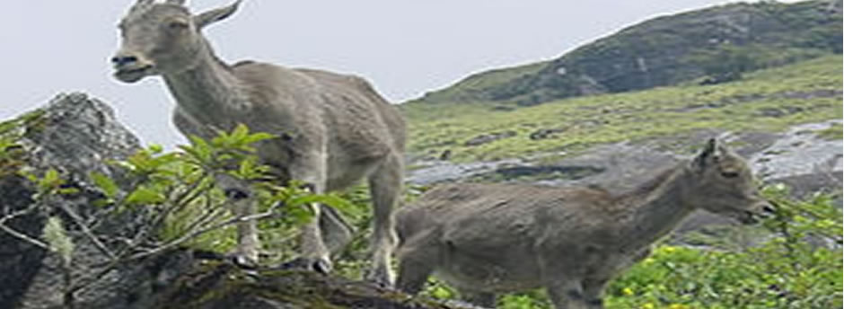 mukurthi grasslands