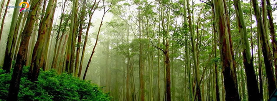 Pine forest Ooty