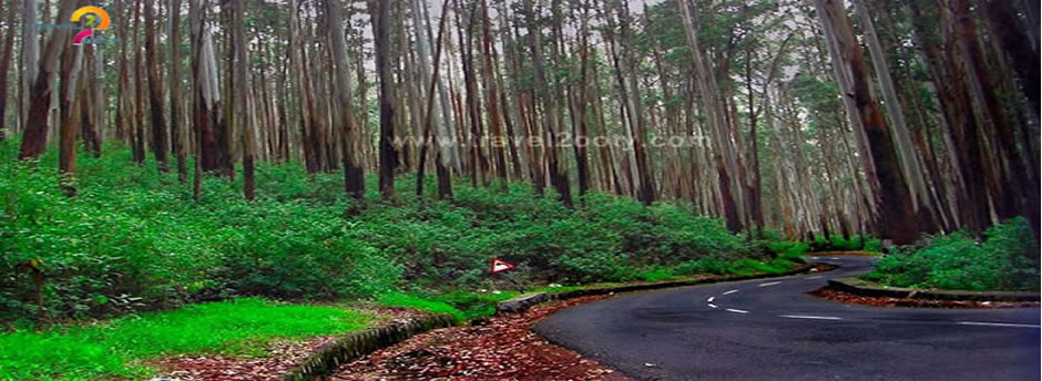 ooty pine forest