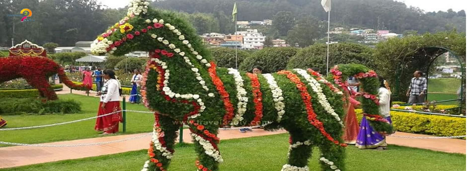 ooty flower show