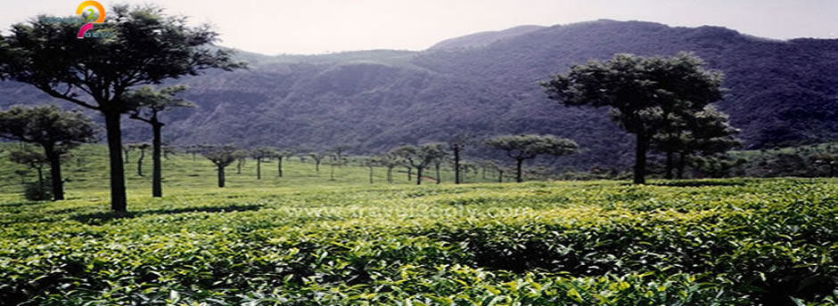 gree tea estate