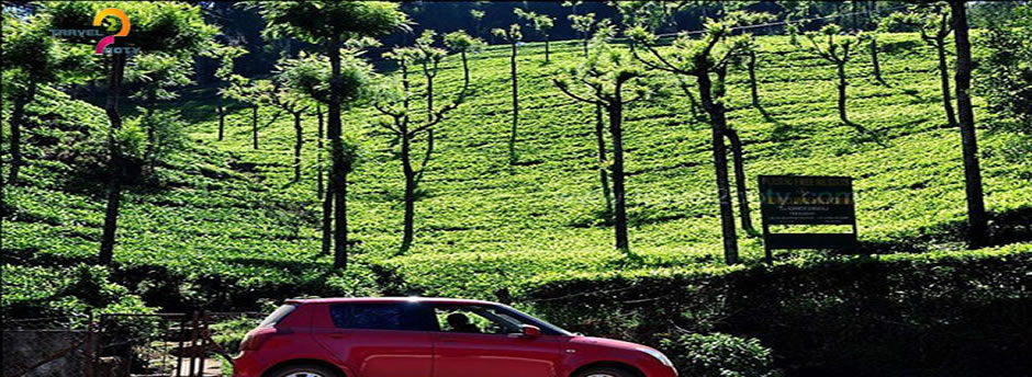 tea estate viewpoint