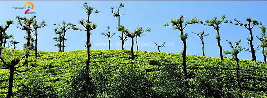 tea estate